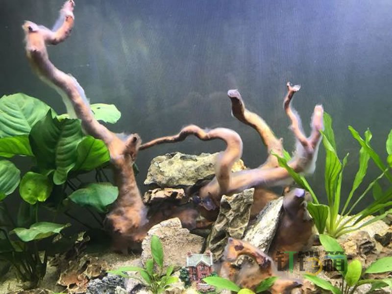 魚缸里的木頭上長毛