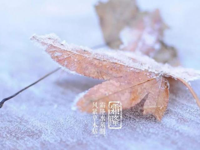 霜降（10月23日-10月24日）二十四節氣之第18節氣