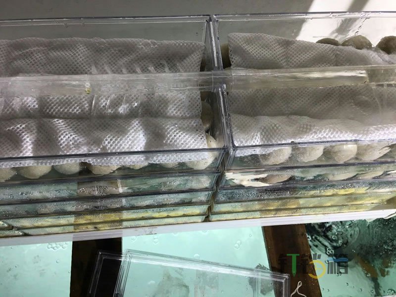 魚缸過濾棉多久洗一次