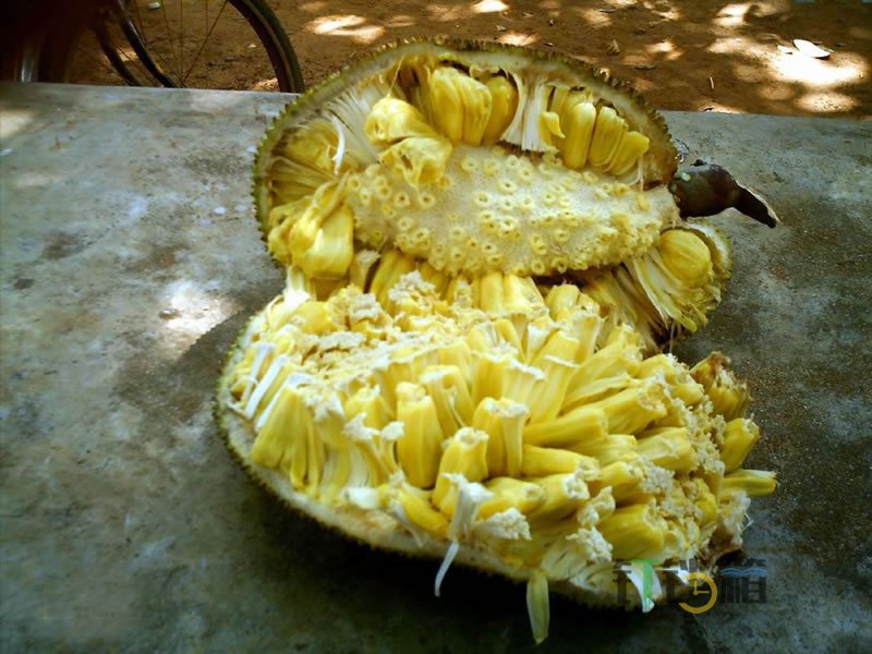 菠蘿蜜的營(yíng)養(yǎng)價(jià)值及功效，專家建議3類人慎吃菠蘿蜜2 