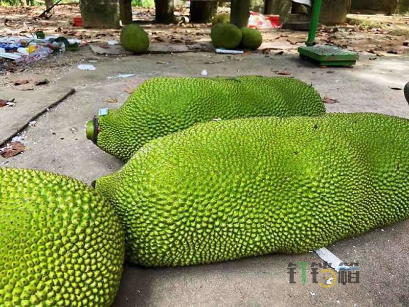 菠蘿蜜的正確剝法，既簡單也不粘手2