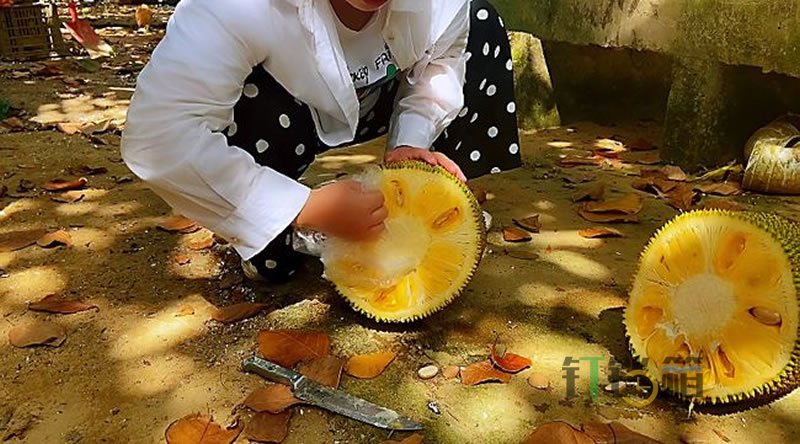 菠蘿蜜的正確剝法，既簡單也不粘手3