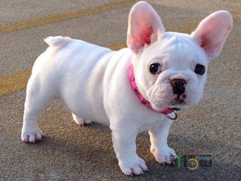 呆萌的法斗犬為什么養的人不多？2