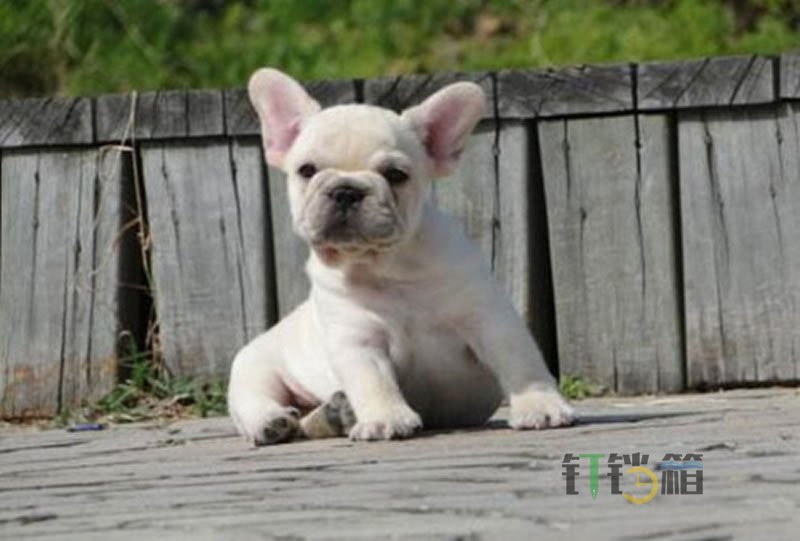 呆萌的法斗犬為什么養的人不多？3